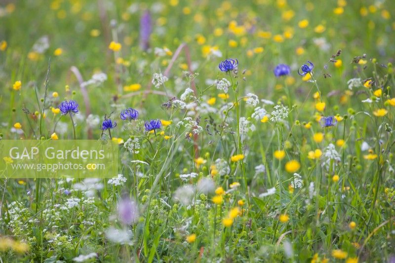 Alpine meadow with Phyteuma orbiculare - Round-Headed Rampion, Daucus carota and Ranunculus acris - Buttercups.