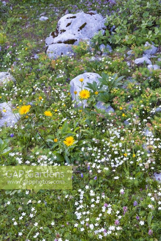 Alpine rocky meadow with Buphthalmum salicifolium, Euphorbia cyparissias, Helleborus niger foliage and Silene alpestris.