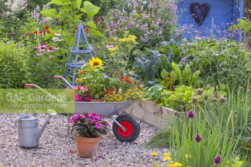 A wheelbarrow loaded with potted herbs and bedding flowers.