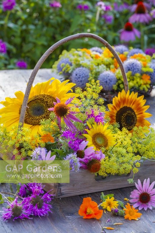 Trug with harvested edible flowers including sunflowers, bergamot, fennel, coneflowers, nasturtium and pot marigolds,