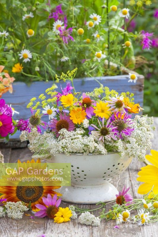 A colander full of medicinal and herbal flowers including pot marigolds, coneflowers, bergamot, fennel, chamomile and yarrow.