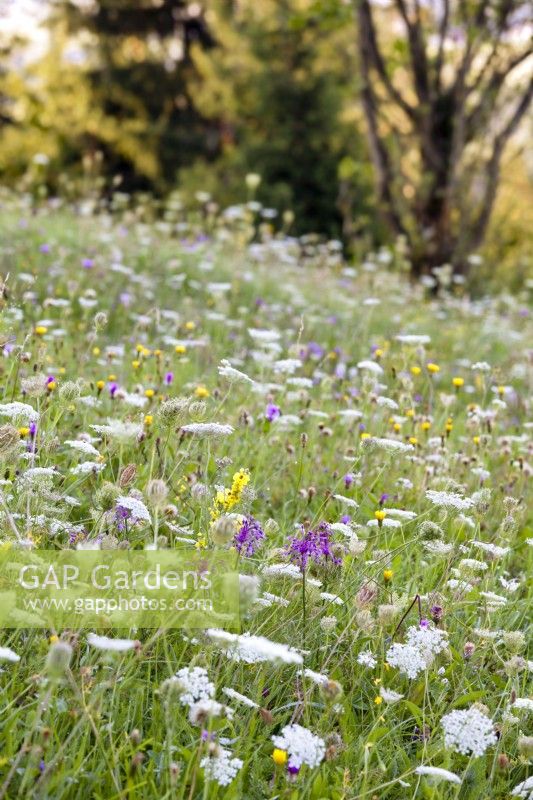 Wild flower meadow with Daucus carota - wild carrots, Crepis biennis - hawksbeard, Allium carinatum subsp. carinatum - keeled garlic. and others.
