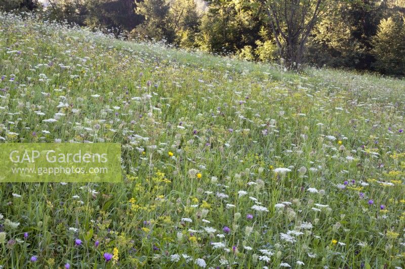 Wild flower meadow with Daucus carota - wild carrots, Foeniculum vulgare - fennel and some other wild flowers.