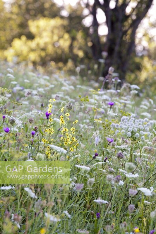 Wild flower meadow with Angelica sylvestris, Daucus carota, Verbascum chaixii, Foeniculum vulgare  and Centaurea jacea.