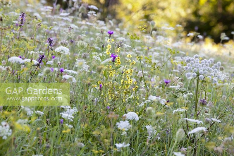 Wild flower meadow with Angelica sylvestris, Daucus carota, Verbascum chaixii, Stachys officinalis and Centaurea jacea.