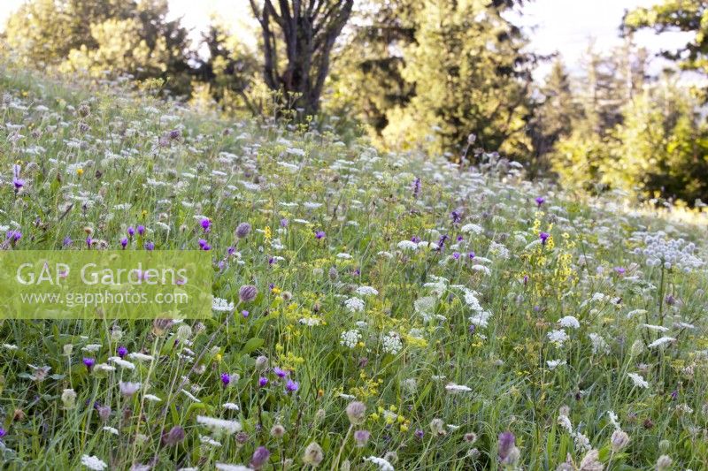 Wild flower meadow with Angelica sylvestris, Daucus carota, Verbascum chaixii, Foeniculum vulgare and Centaurea jacea.
