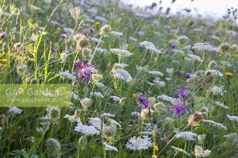 Wild flower meadow with Daucus carota - wild carrots and Allium carinatum subsp. carinatum - keeled garlic.
