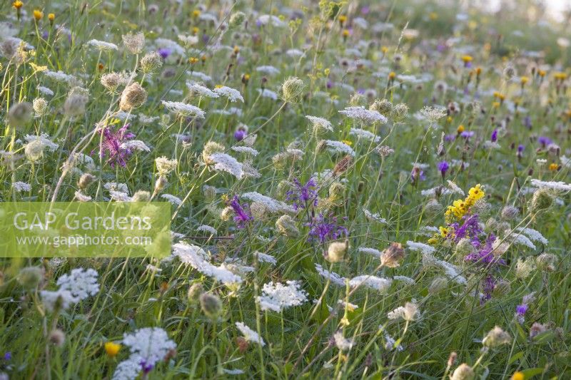 Wild flower meadow with Daucus carota - wild carrots and Allium carinatum subsp. carinatum - keeled garlic.