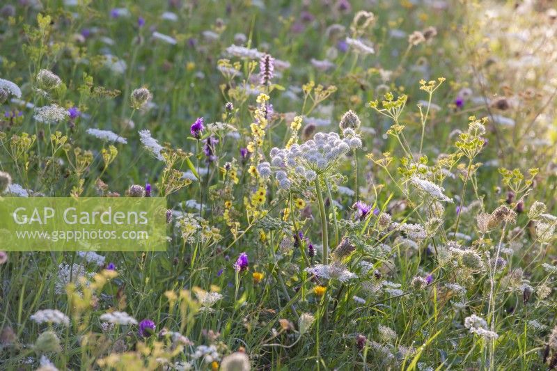Wild flower meadow with Angelica sylvestris, Daucus carota, Verbascum chaixii, Foeniculum vulgare and Centaurea jacea.