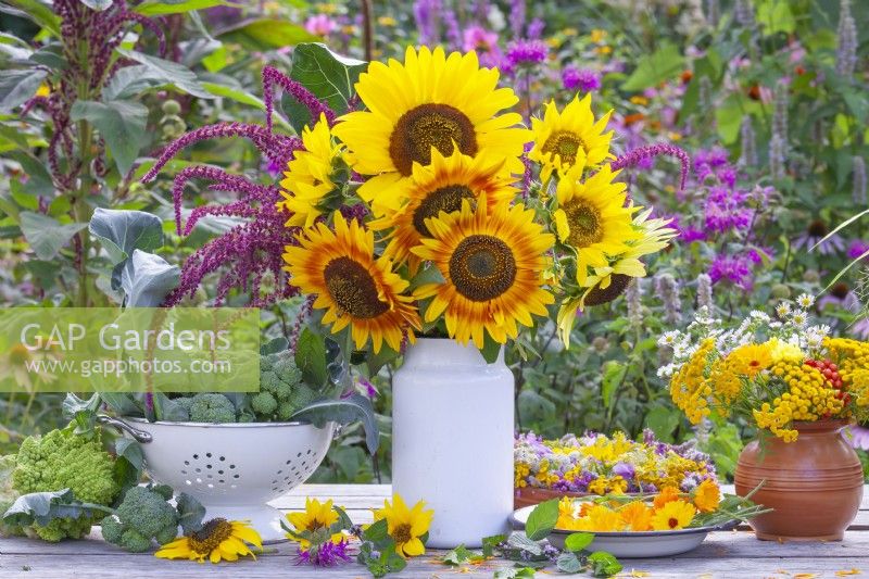 Sunflower bouquet in a milk churn and harvested pot marigolds and calabrese.