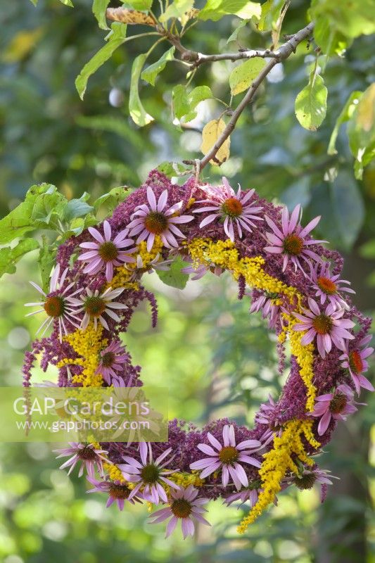 Wreath made of Echinacea purpurea, Amaranthus caudatus and Solidago hanging from a tree.