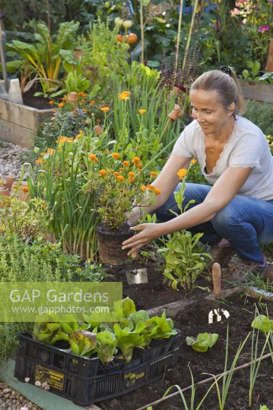A woman is planting Tagetes patula next to a vegetable bed.