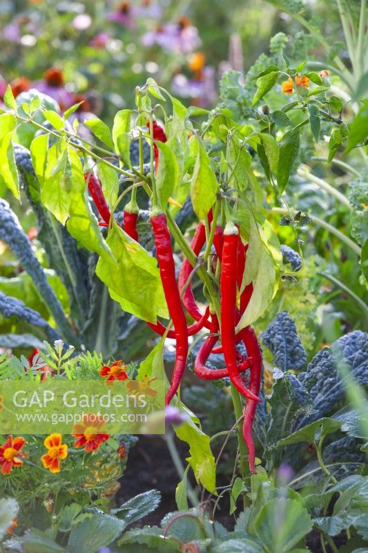 Capsicum annuum 'Milder Spiral' - sweet peppers