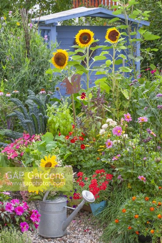 A watering can with a bunch of summer flowers, including sunflowers, in front of a bed of dahlias, sunflowers, herbs and vegetables.