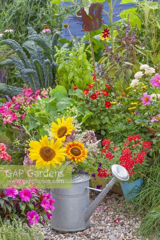 A watering can with a bunch of summer flowers, including sunflowers, Eupatorum and Persycaria polymorpha in front of a bed of dahlias, herbs and vegetables.