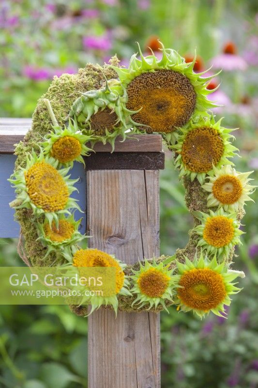 Wreath of sunflower seedheads hang to dry.