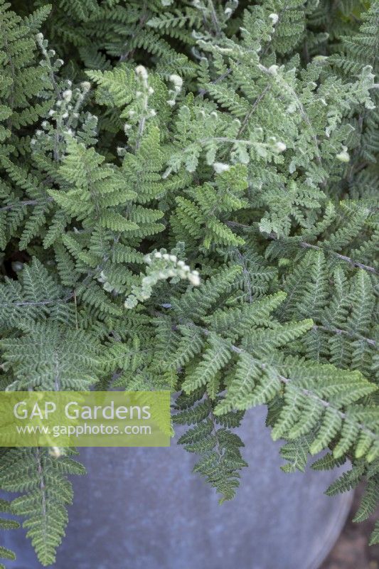 Cheilanthes lanosa - Hairy lip fern