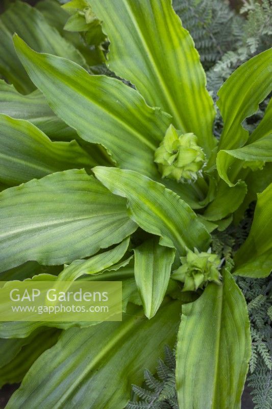 Eucomis bicolor - Pineapple lily