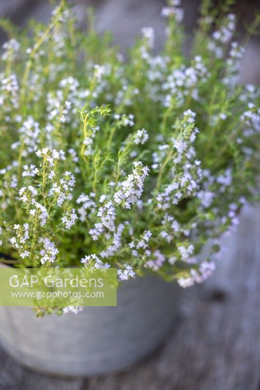 Thymus vulgaris - Wild English thyme - growing in a zinc container