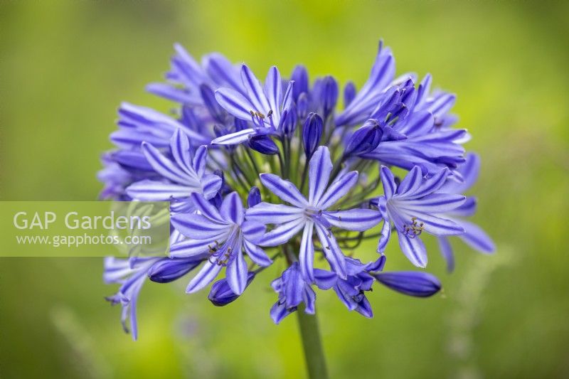 Agapanthus 'Moonlight Star' - African lily