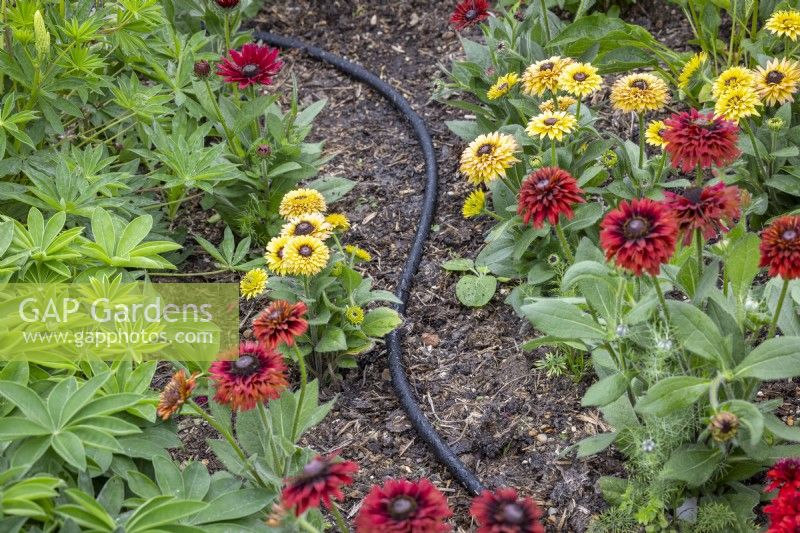 Leaky drip irrigation hose in use in a border amongst rudbeckias