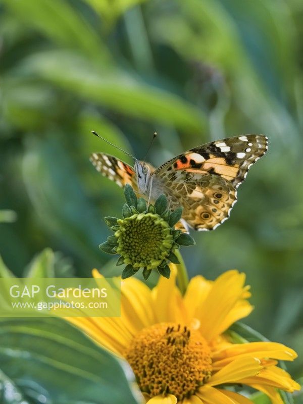 Vanessa cardui - Painted Lady Butterfly on Heliopsis 'Loraine Sunshine'