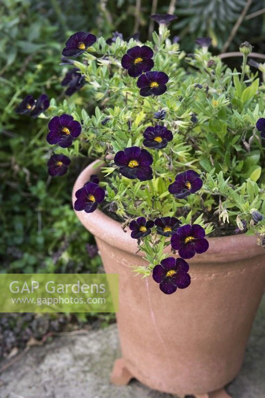 Calibrachoa Can-can Black Cherry - Million bells calibrachoa Can can Black Cherry. Dark purple flowered trailing annual growing in a terracotta pot