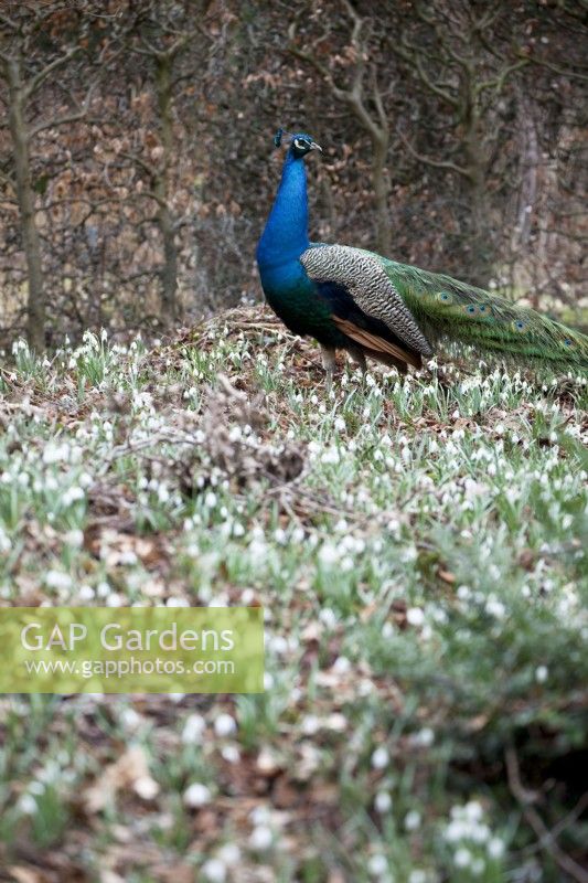 Peacock in woodland estate.