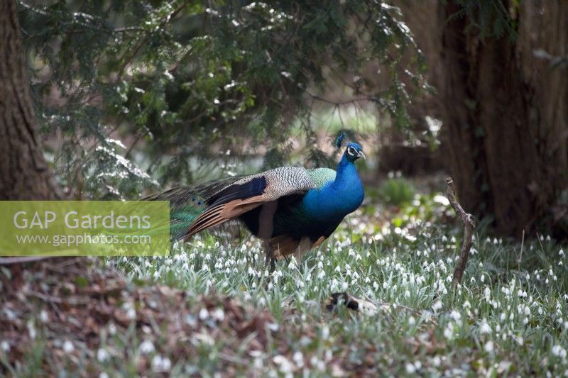 Peacock and Galanthus in woodland estate.