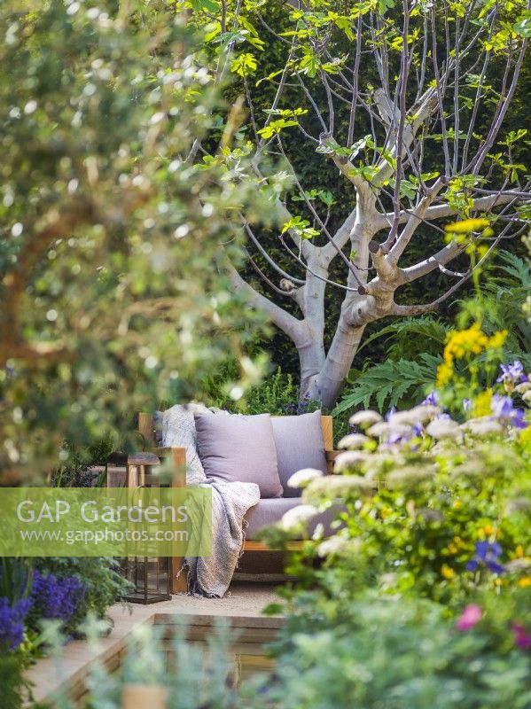 Secluded seating area with armchair and lanterns surrounded by architectural fig Ficus carica. Hamptons Mediterranean Garden, Designer: Filippo Dester Garden Club London, RHS Chelsea Flower Show 2023