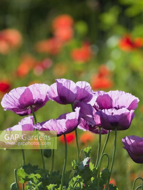 Papaver Somniferum - Opium Poppies