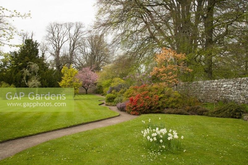 Azalea, Acer, Syringa and Prunus along a curved path in the Cawdor Castle Gardens
