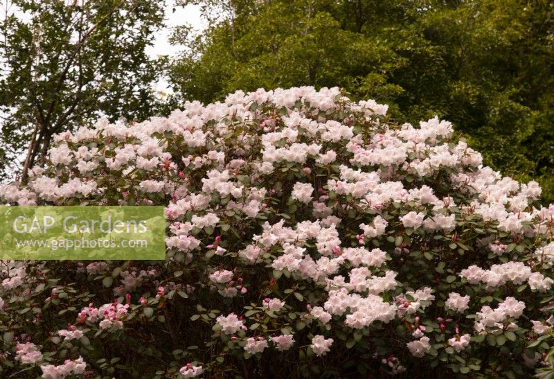 Rhododendron 'Loderi Hybrids' covered with pale pink flowers at Inverewe Garden.