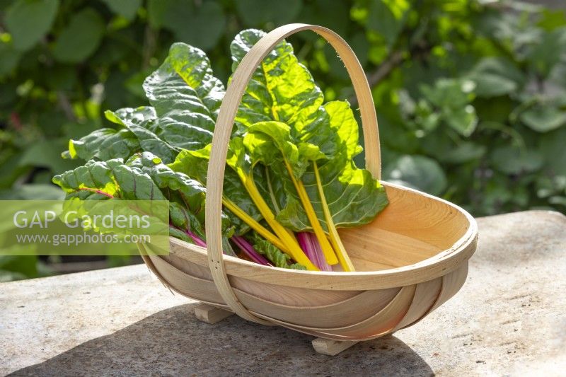 Classic wooden trug filled with harvested chard - Beta vulgaris