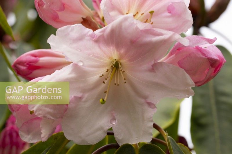 A close-up of Rhodendron 'Loderi Hybrids' at Inverewe Garden