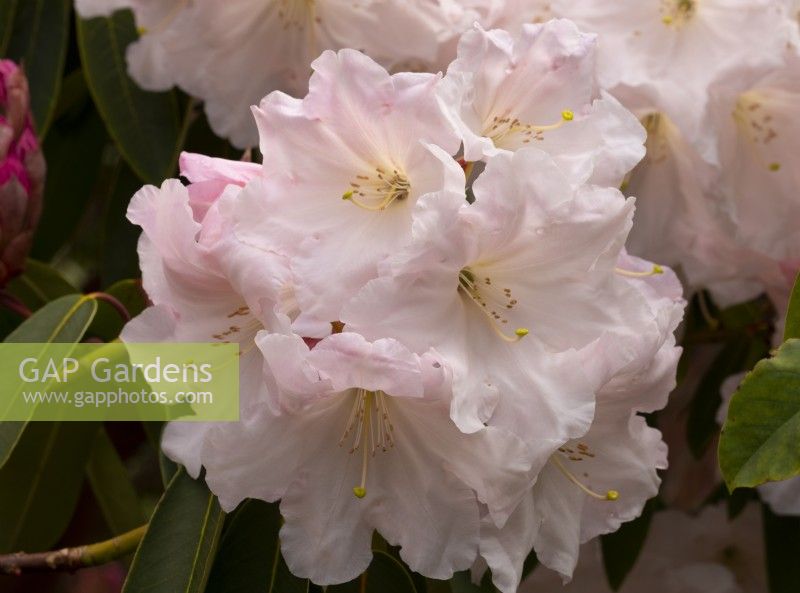 Rhododendron yakushimanum, a pale pink flower