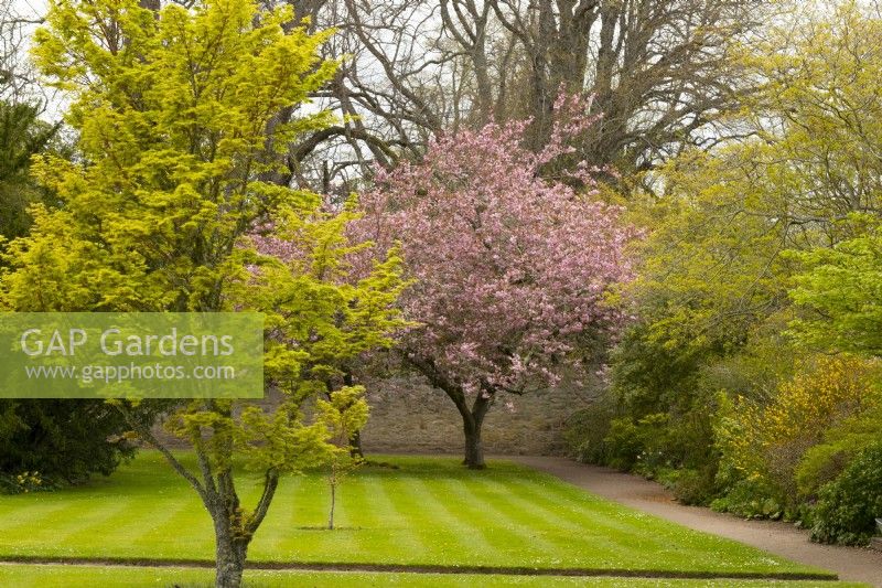 Prunus and Acer trees in the walled garden at Cawdor Castle Cardens.