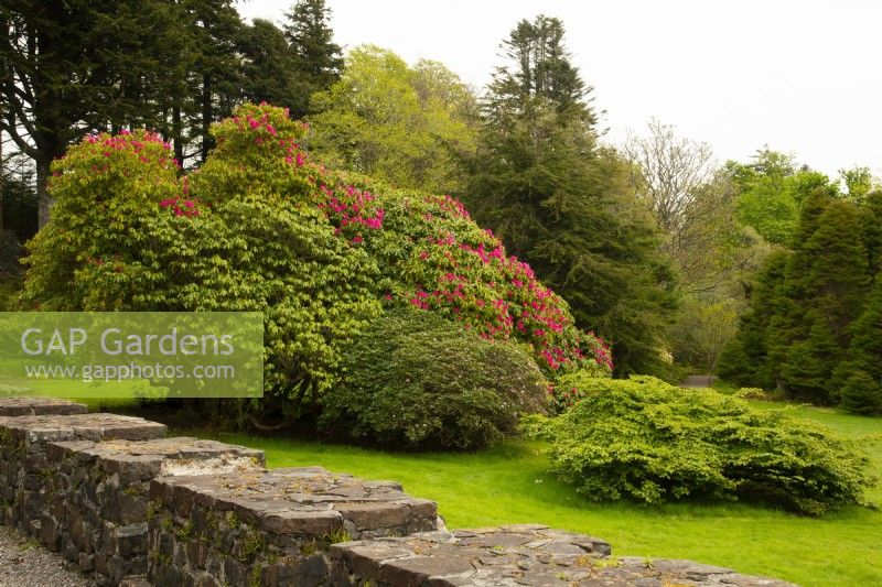 Rhododendron flowering at Armadale Castle Gardens.