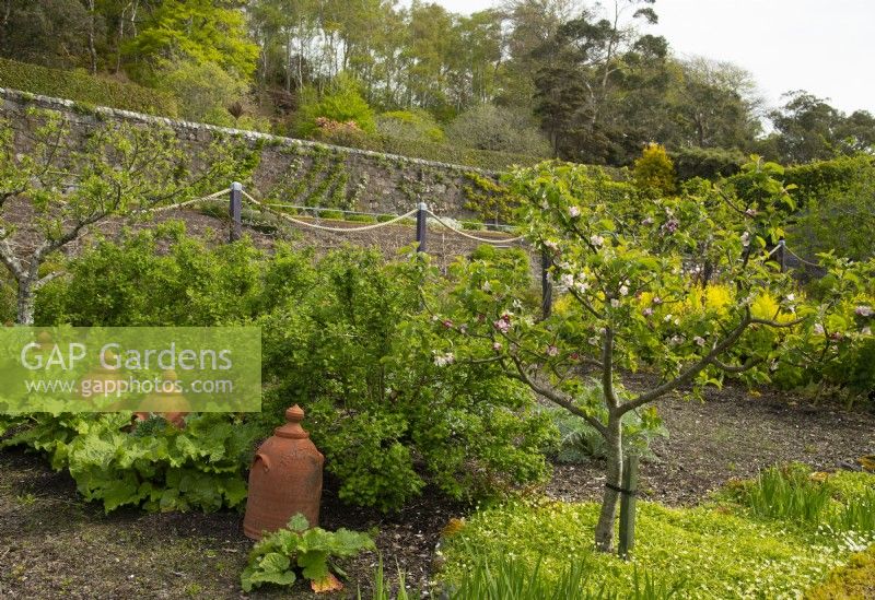 Rhubarb forcers and Malus in the kitchen garden in the walled garden at Inverewe Garden.