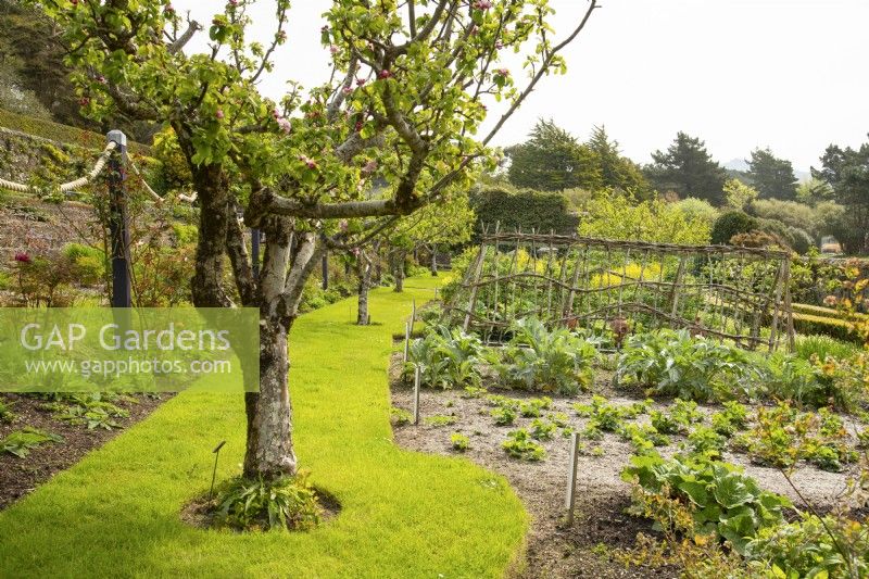 A row of Malus - apple trees next beds in the kitchen garden in the walled garden in Inverewe Garden.