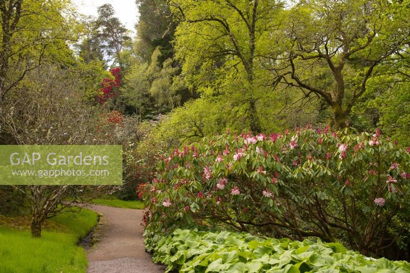 Rhododendrons including Rhododendron yakushimanum along the Rhododendron walk at Inverewe Garden.