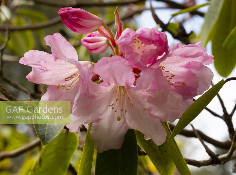 A close-up of Rhododendron 'Loderi Hybrids' at Inverewe Garden.