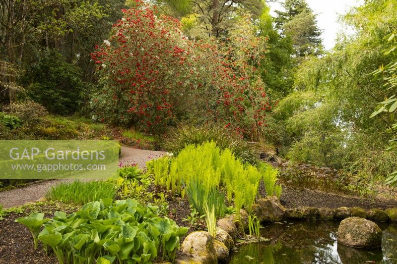 Rhododendron thomsonii, Hosta and Matteucia struthiopteris around a pond and path at Inverewe Garden