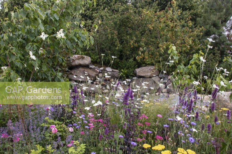 Insect friendly planting including agrostemma, achillea, nepeta - The Oregon Garden - designer Sadie May Stowell - RHS Hampton Court Palace Garden Festival