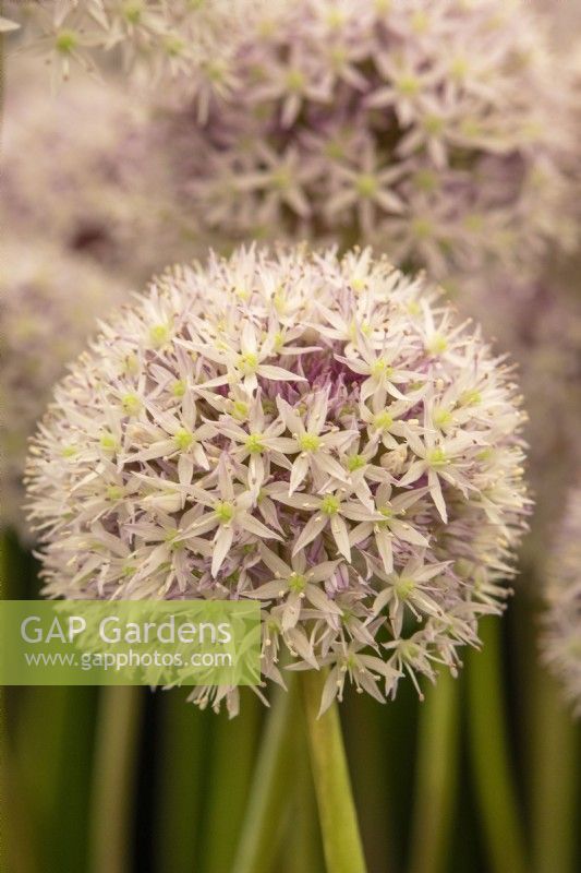 Allium 'Marshmellow' - ornamental onion - RHS Hampton Court Palace Garden Festival 2023 - WS Warmenhoven.