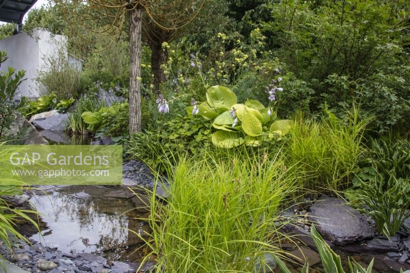 A stream runs over stones and rocks with grasses and hostas - Cancer Research UK Legacy Garden - designer Paul Hervey-Brookes - RHS Hampton Court Flower Palace Garden Festival 2023.