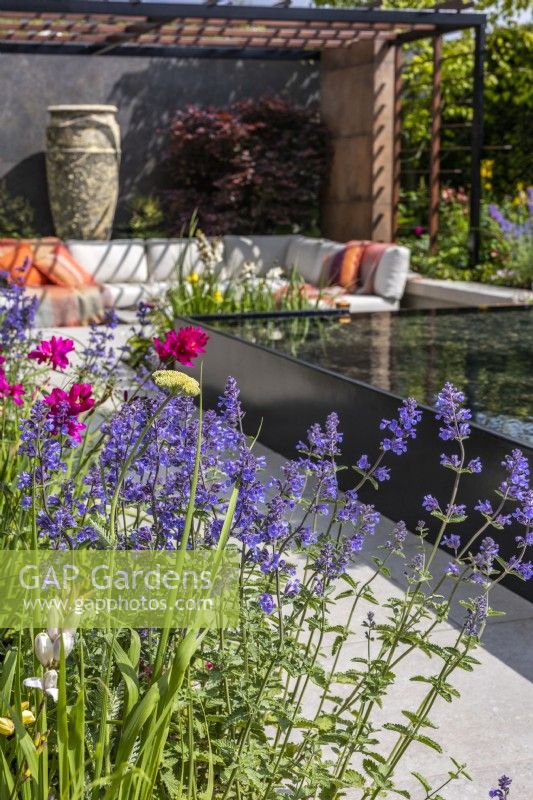 Perennial bed planted with Nepeta and Ixia in modern garden with water feature. Designer: Kevin Dennis, Bord Bia Bloom 2023
