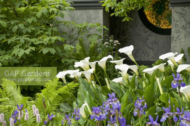 RHS Chelsea Flower Show 2023 - Zantedeschia 'Crowborough' in the Myeloma UK  A Life Worth Living Garden designed by Chris Beardshaw Gold Medal