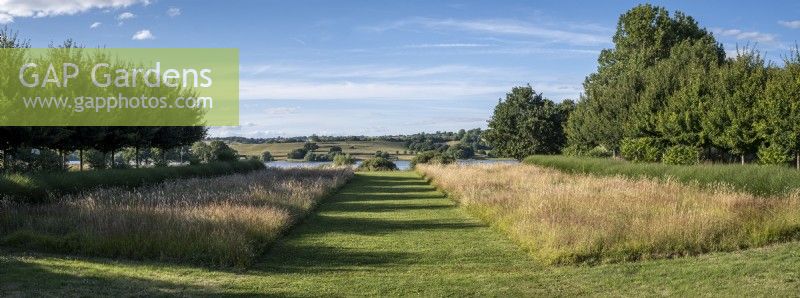 Panoramic view of wide grass path through planting of Miscanthus 'Silver spider' with Field maple, Acer campestris at left. Holt Farm Organic Gardens, Somerset.