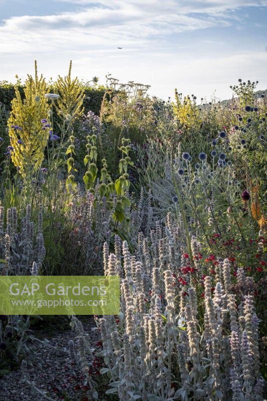 A drift of Stachys byzantina, 'Lamb's Ears', Verbascum olympicum and Ecinops ritro 'Veitch's Blue' in a dry garden border